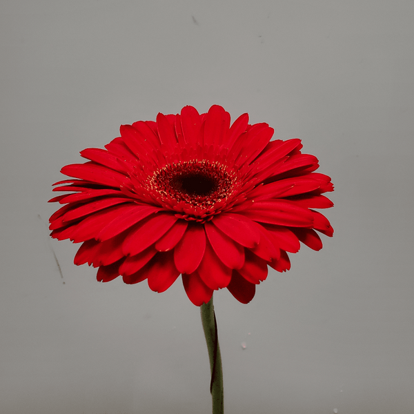 Red Gerbera