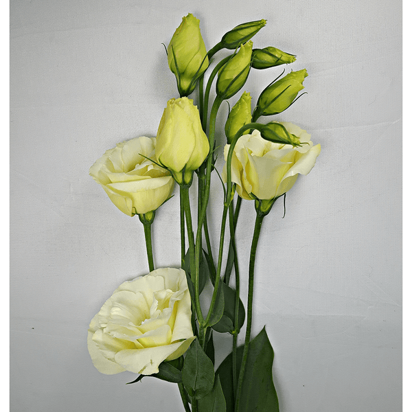 White Lysianthus