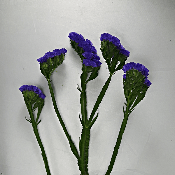 Statis