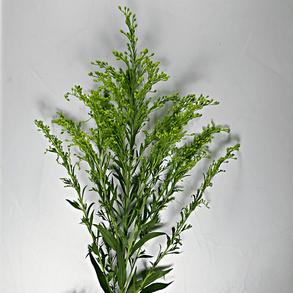 Solidago