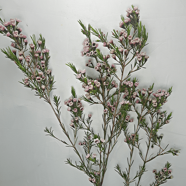 Pink Wax