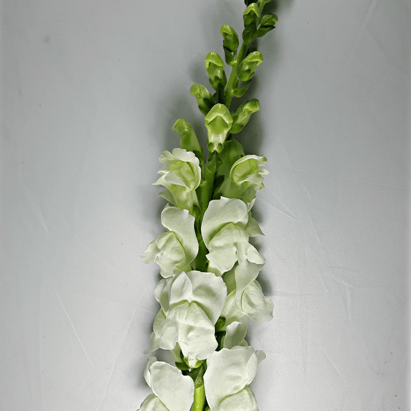 White Snapdragon