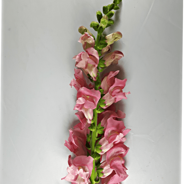 Pink Snapdragon