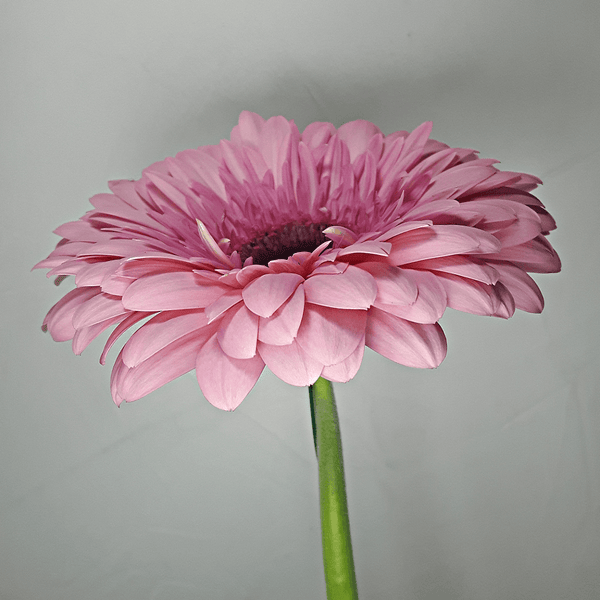 Light Pink Gerbera
