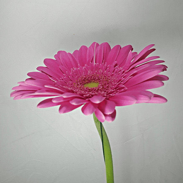 Pink Gerbera