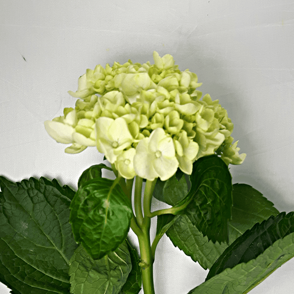 Green Hydrangea