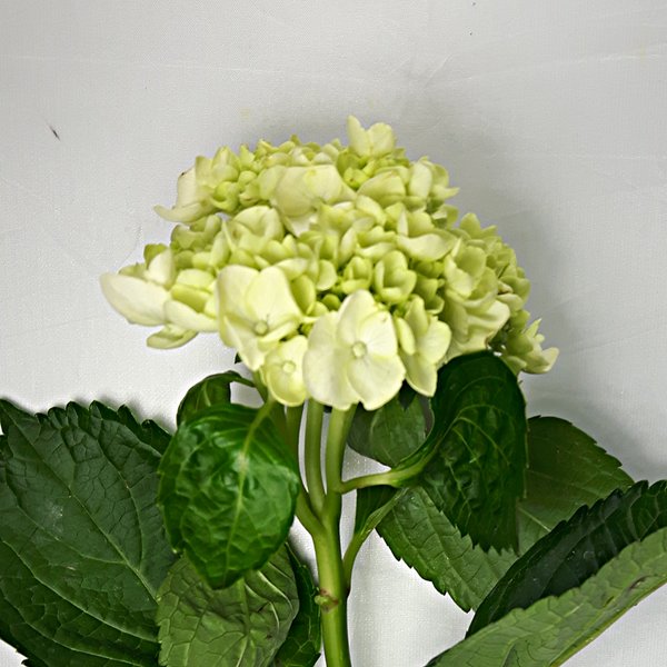 Mini Green Hydrangea