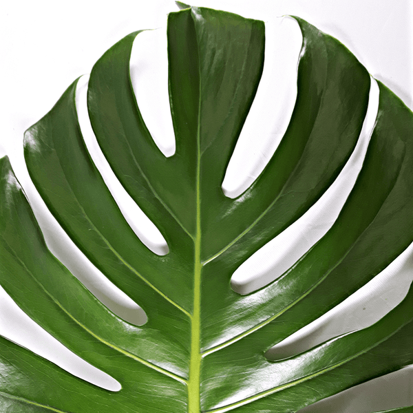 Monstera Leaf