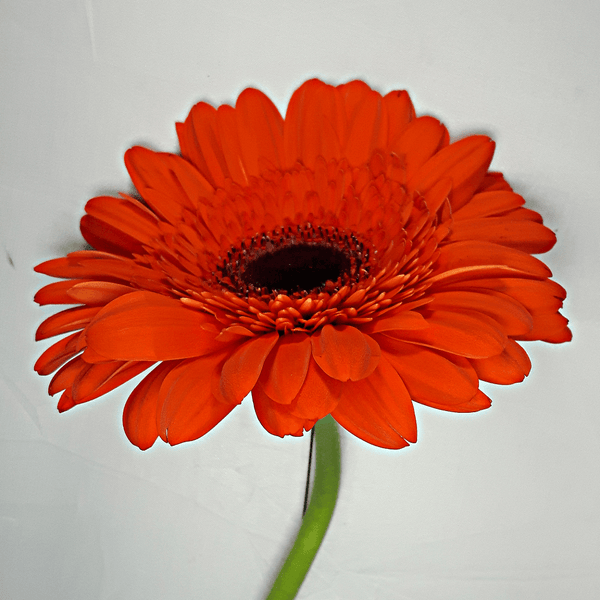 Dark Orange Gerbera