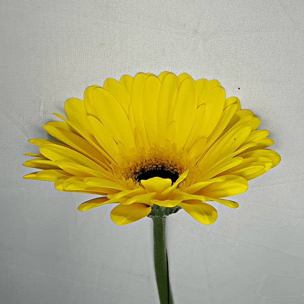 Yellow Gerbera