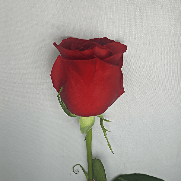 Large Red Rose