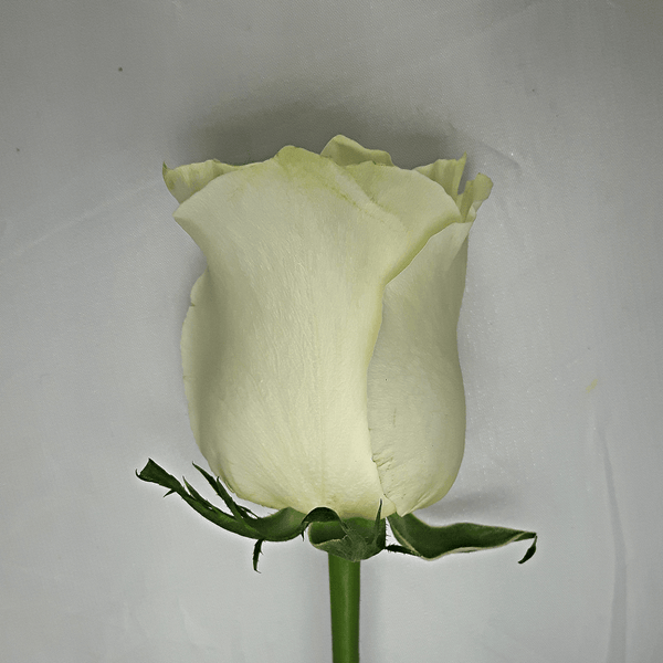 Large White Rose