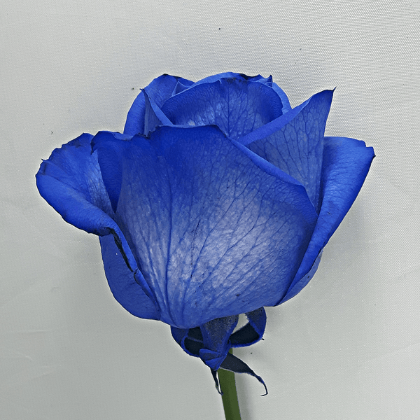 Blue Rose