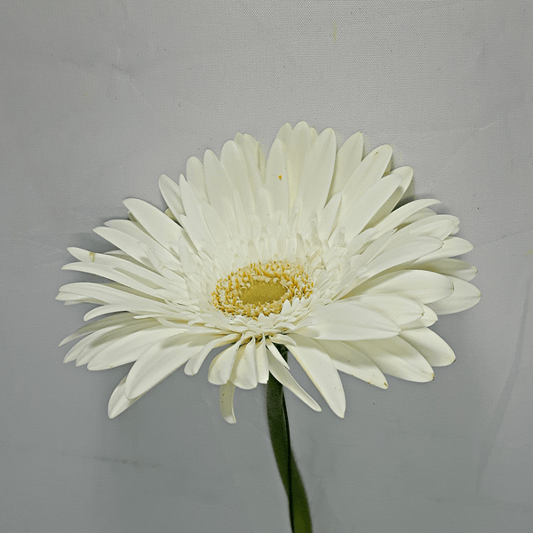 White Gerbera