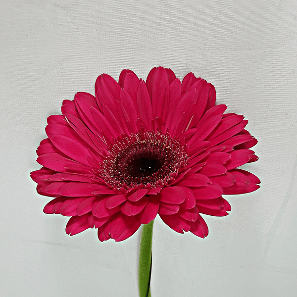 Dark Pink Gerbera