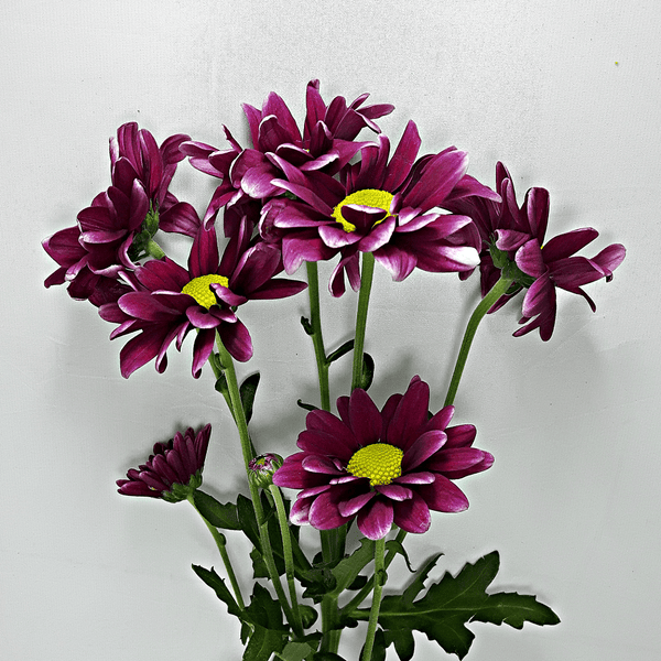 Dark Purple Holland Daisies