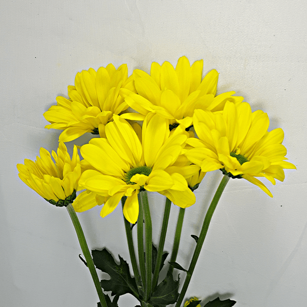 Yellow Holland Daisies