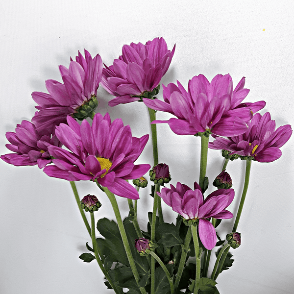 Purple Holland Daisies