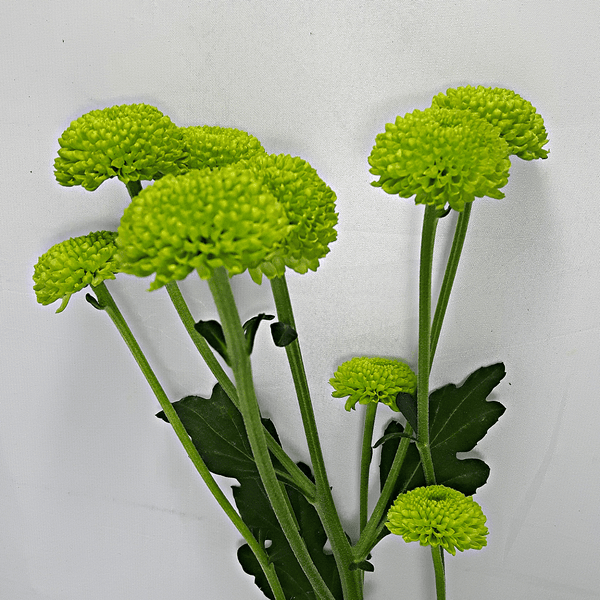 Green Pom Pom