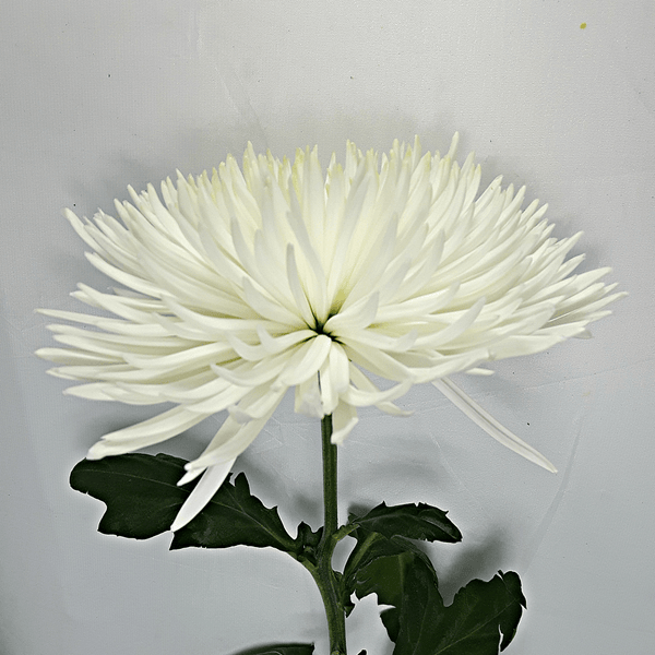 White Anastasia