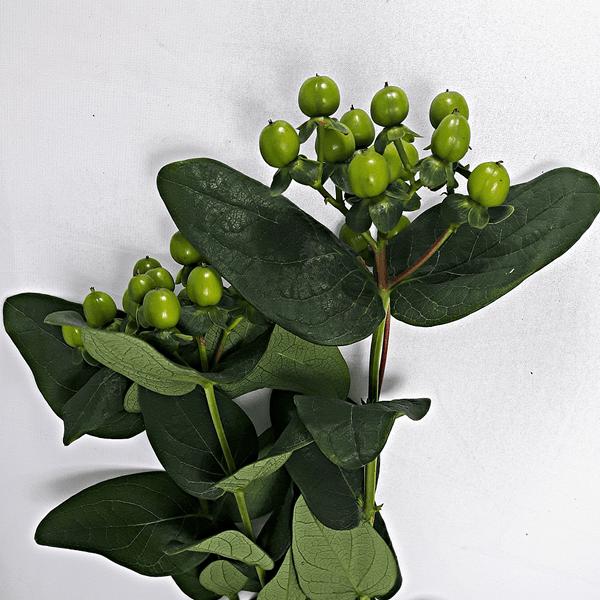 Green Hypericum
