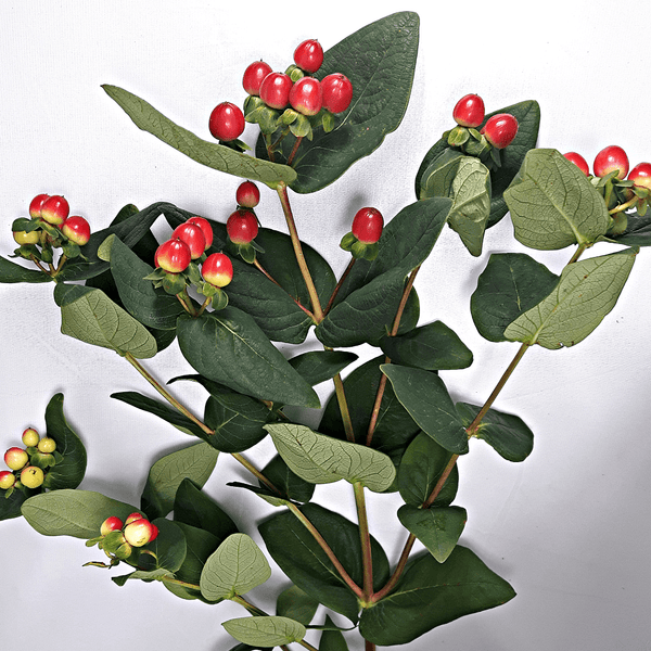 Red Hypericum