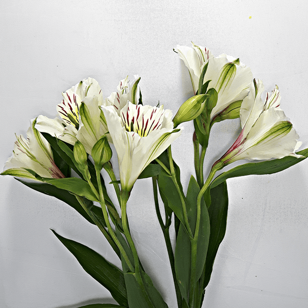 White Alstromeria