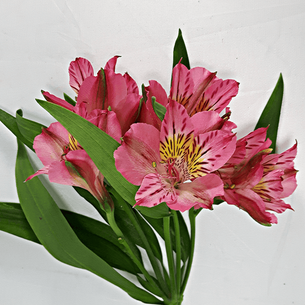 Pink Alstromeria