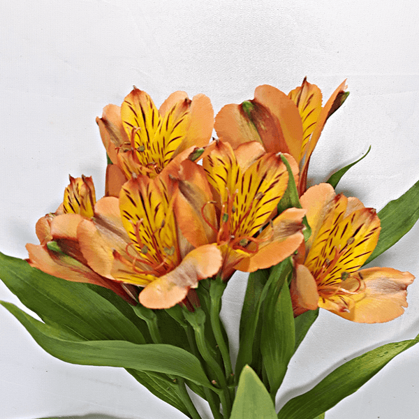 Orange Alstromeria