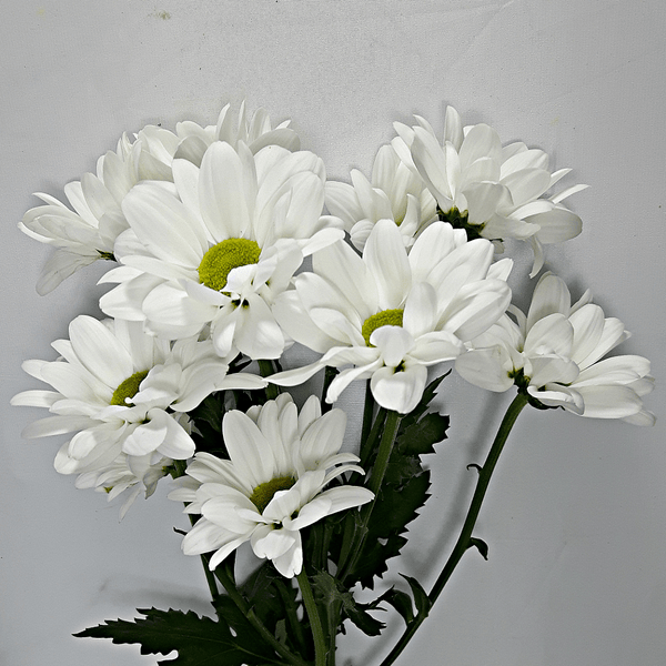 White Holland Daisies