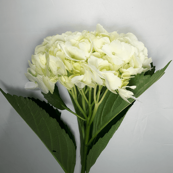 White Hydrangea