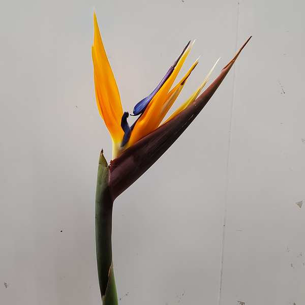 Bird's of paradise