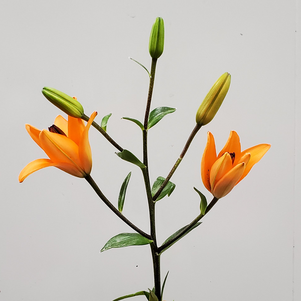Orange lillies