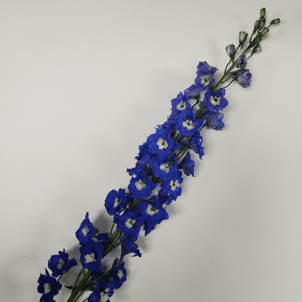 Navy Blue Delphinium