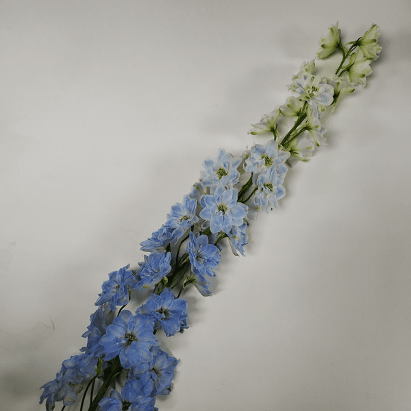 Light Blue Delphinium