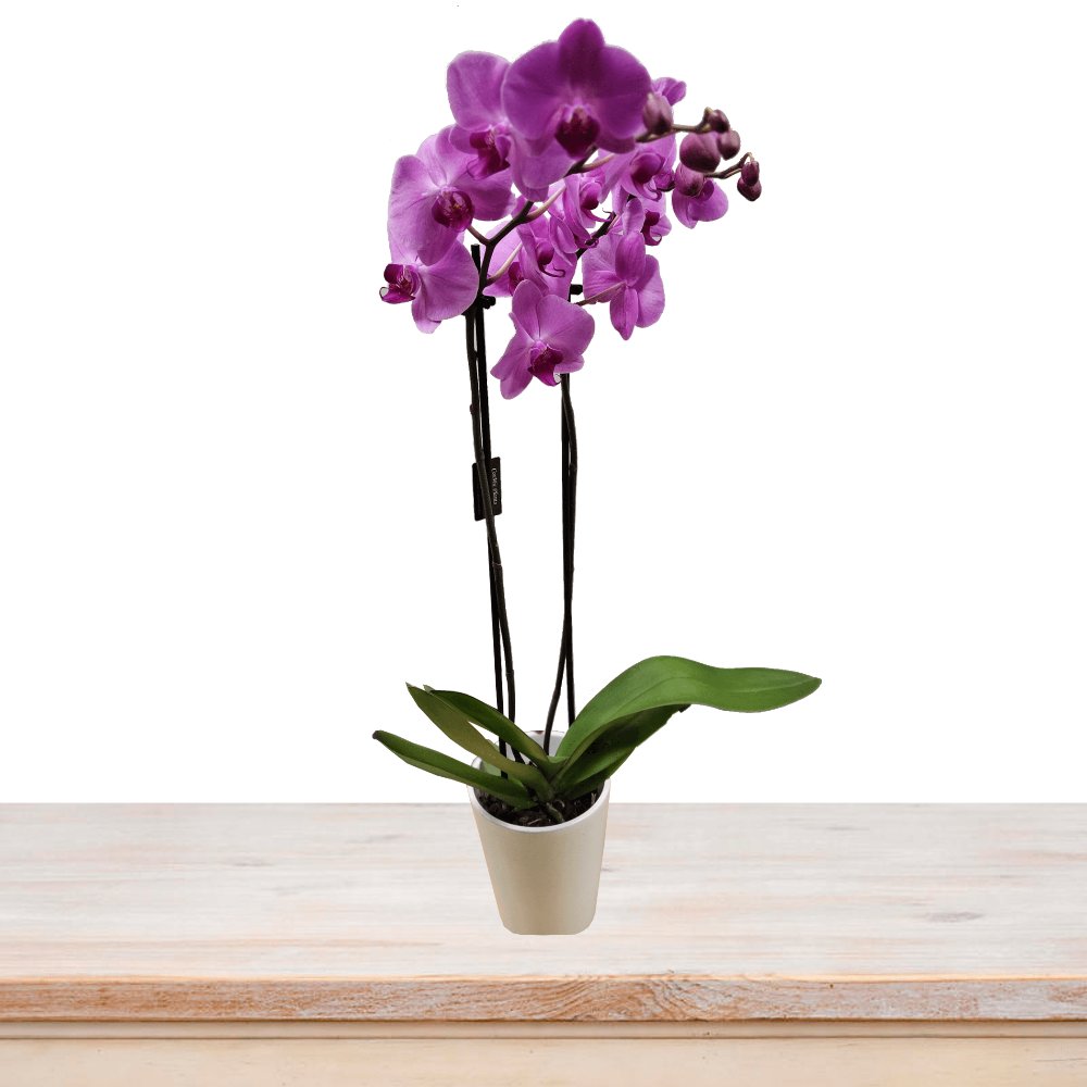 2 Stems Pink Orchid