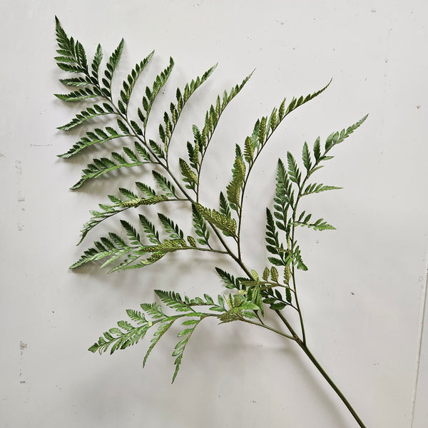 Leather Fern