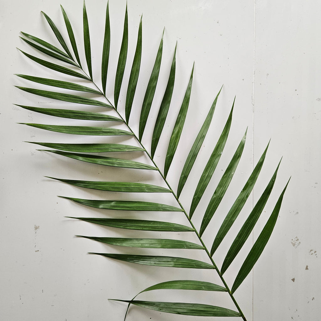 Palm Leaf