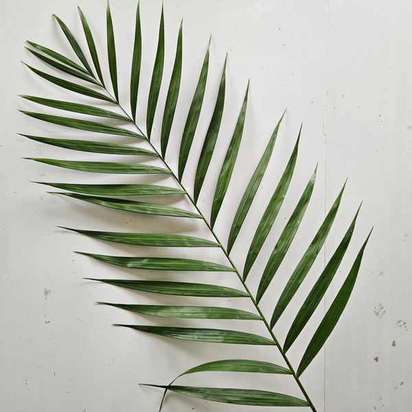 Palm Leaf