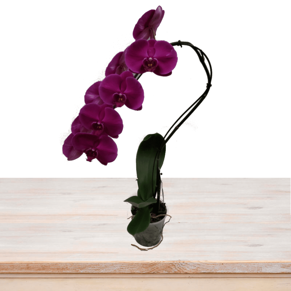 Purple Orchid Swan