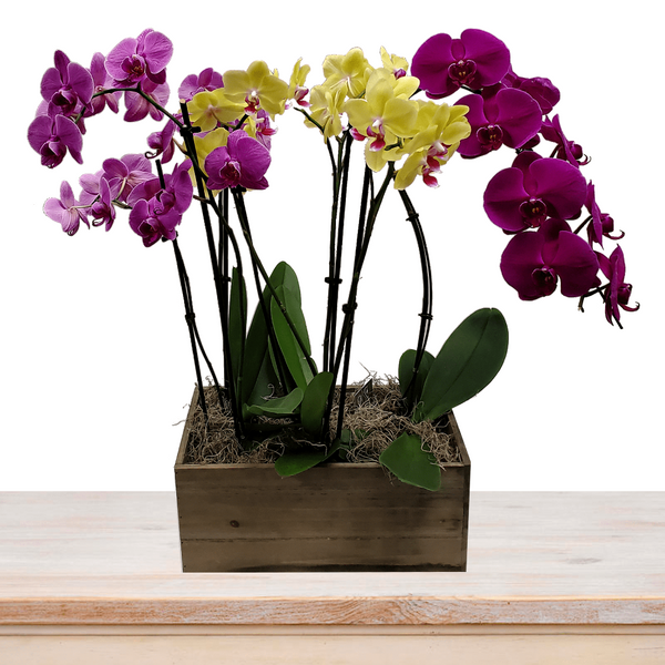 Colorful Orchid  Assortment