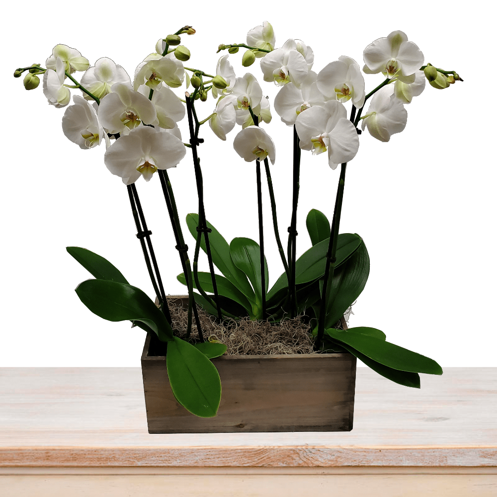 3 White Orchids Arrangement