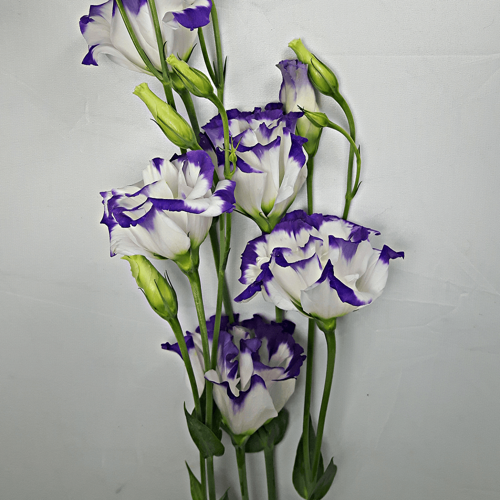 White and Purple Lysianthus