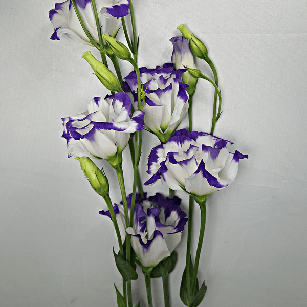 White and Purple Lysianthus