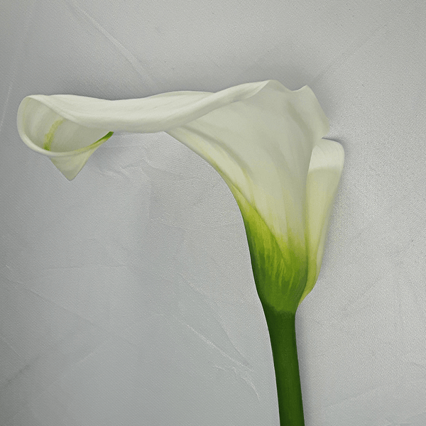 Large White Calla Lilly