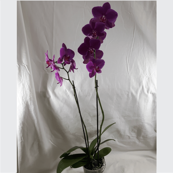 2 Stems Dark Pink Orchid Plant