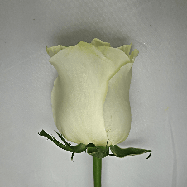 Large White Rose