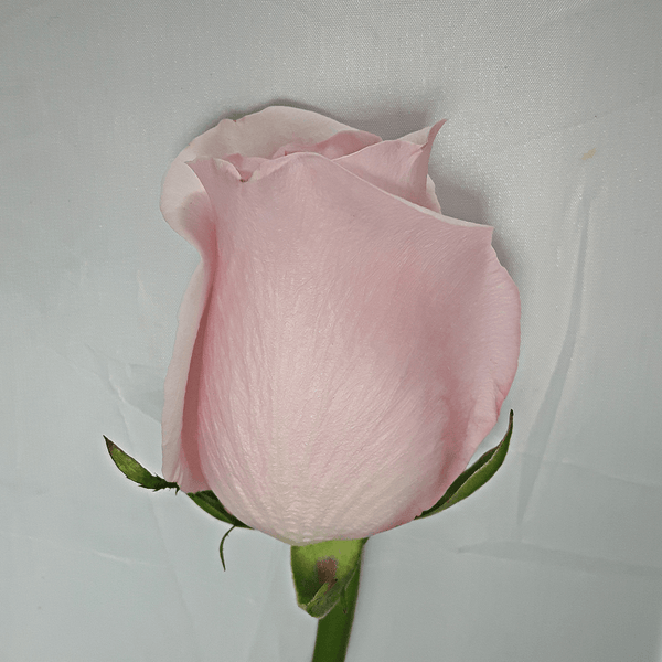 Large Light Pink Rose