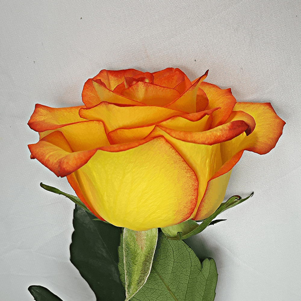 Large Orange Yellow Rose