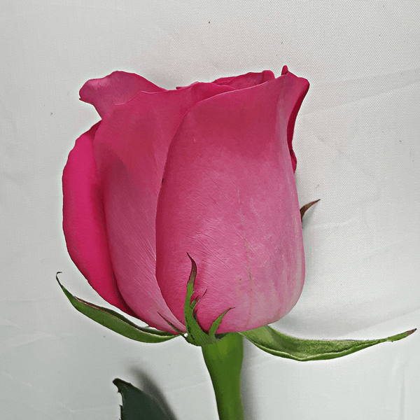 Large Dark Pink Rose